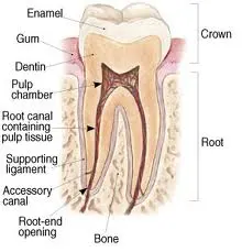 Root Canal Treatment – Save Your Teeth!